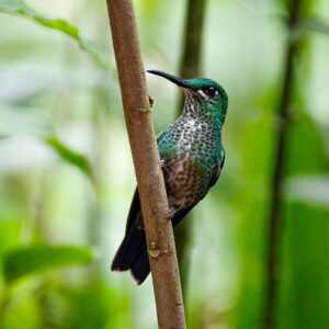 Navigating Costa Rican Wildlife